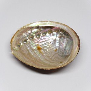 Large <b>abalone</b> <b>shell</b> for smudging wholesale cost natural raw seashells Vietnam manufacturer - Product Image 1