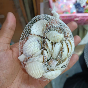 Natural Ocean Sea Shells Same Type Decorative Pack for Resin Art Craft Aquarium Home Decoration - Product Image 1