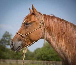 Cabestro de cuero premium ajustable de nailon negro para caballo con narigueña acolchada, herrajes de latón duraderos, extraíble y lavable, cómodo - Product Image 3