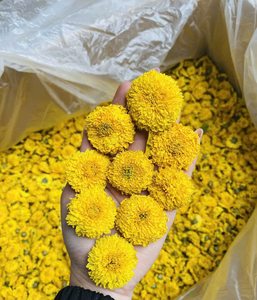 ดอกเบญจมาศตากแห้งชาสมุนไพรดอกเบญจมาศแห้งดอกเบญจมาศสีเหลือง - Product Image 4