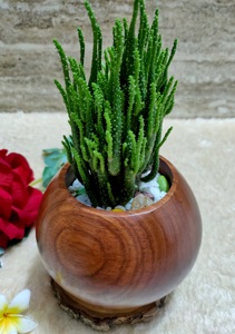 Hand Carved Wooden Flower <b>Pot</b> Cactus Planter Eco Friendly Self Watering <b>Succulent</b> Planter for Desktop Indoor - Product Image 3