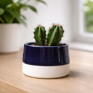 Maceta de Cerámica Esmaltada de Lujo con Orificio de Drenaje, Acabado Duradero, Elegante Soporte para Cactus y Suculentas de Interior - Product Image 1