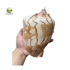 Concha de Caracola Pulida para Decoración Costera, Tamaños Disponibles: 30 cm, 40 cm - Product Image 2