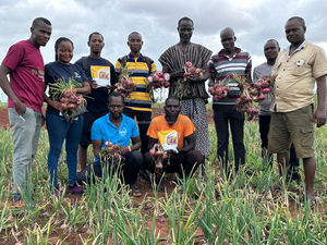 FB-1153 Graines d'<span class=keywords><strong>oignon</strong></span> rouge foncé biologique non-OGM, pollinées naturellement, bulbes frais Farmson Biotech - Product Image 4