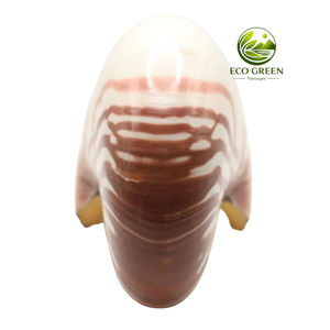 Large Polished Ocean Shell Decorative Spiral Coastal Shell for Aquarium Interior Styling and Beach Theme Decor - Product Image 3