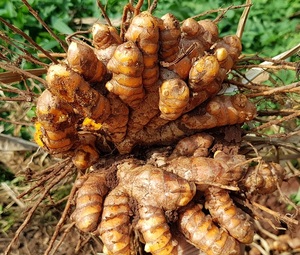 ขมิ้นอบแห้ง100% ธรรมชาติ, ไม่มีสารกันบูด, ไม่มีสารเติมแต่ง, ไม่มีสีและไม่มีรส/คุณลิมา - Product Image 5