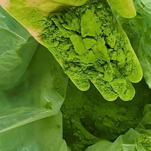 Exportación de polvo de moringa de Vietnam a buen precio y alta calidad del proveedor - Product Image 6