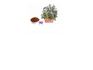 Extracto de Verbena Officinalis en Polvo, Apigenina 0.99, Extracto Herbal de Grado Alimenticio, Extracción por Solvente de Hojas, Todas las Estaciones - Product Image 2