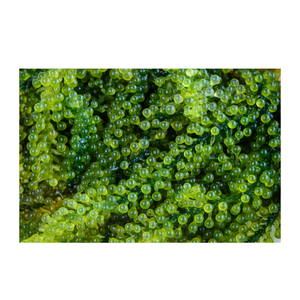 Caviar frais de qualité supérieure, sans conservateurs, pour une saveur authentique et une texture délicate - Product Image 4