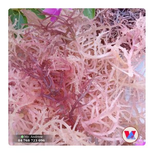 BEST SELLER Reddish Brown <b>Dried</b> Sea <b>Moss</b> Non Spiny Raw Eucheuma Seaweed Low Salt For Gel Making And Agar Extraction Food B2B - Product Image 1