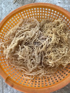 สาหร่ายคูโตกีนีอบแห้งปรุงรสหลากหลายชนิดสำหรับสกัดคาร์ราจีแนน ใช้ทำอาหาร สลัด ของหวาน ยี่ห้อคันห์ฮัว บลู [ขายดีที่สุด] - Product Image 4