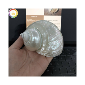 Conjunto de Conchas Marinas Decorativas Turbo para Bodas en la Playa y Decoración de Eventos Tropicales, Fabricante de Vietnam - Product Image 1