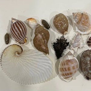 Coquillages polies pour aquarium et aménagement paysager, fourniture de coquillages marins naturels - Product Image 5