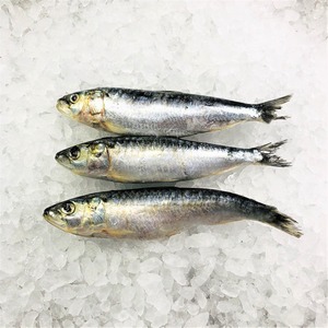 Sardinas enlatadas en jugo, con sal suave, textura tierna, en salmuera, calidad premium, calidad de exportación, latas compactas, para importadores de productos alimenticios, alimentos a granel - Product Image 3