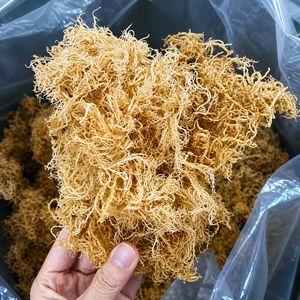 Wholesale <b>Dried</b> Eucheuma Cottonii Seaweed/ Sea <b>Moss</b> From Vietnam / Ms. Alina - Product Image 1