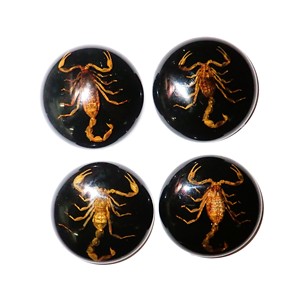 Escorpión Dorado, Espécimen Real, Cabujón de Plástico Redondo de 38x38 mm, Base Plana Negra para Manualidades y Joyería - Product Image 4