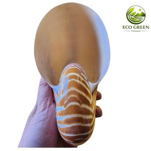 Concha de Nautilus Genuina, Concha Marina Natural en Espiral, Pieza de Arte Oceánico Decorativa de Lujo, Elegante Regalo Coleccionable para Exhibición - Product Image 6