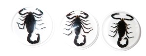 Cabujón de Plástico con Espécimen Real de Escorpión Negro, Redondo, 38.5x38.5 mm, Base Plana Blanca para Manualidades y Joyería - Product Image 2