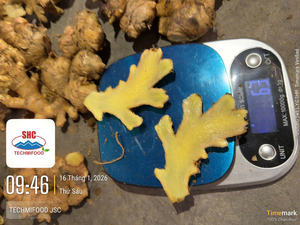 Jengibre Fresco Premium de Vietnam, Limpio y Lavado, Especia Picante, Calidad de Exportación, Proveedor - Product Image 2