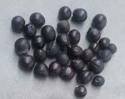 Cao calorific giá trị soapnut hạt giống với giá rẻ - Product Image 5