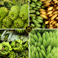 Exportkwaliteit verse bananen _ Vietnamese bananen in bulk voor importeurs & distributeurs