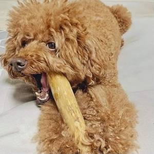 Palo de Madera de Café Natural y Seguro para Perros, Sin Plástico, Sin Astillas, Sin Cafeína, para Masticadores Fuertes, Cuidado Dental - Product Image 1