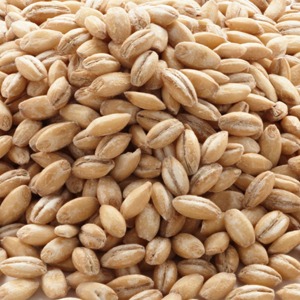 Orge fraîchement récoltée pour l'alimentation animale – Grains séchés de qualité export pour la nutrition du bétail, destinés aux acheteurs agricoles mondiaux - Product Image 1