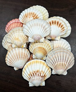 Conchas Marinas Naturales al por Mayor, Conchas de Vieira Pulimentadas de 10-13 cm para Manualidades, Hechas a Mano en Vietnam, Embalaje Seguro - Product Image 1