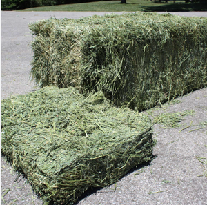 Vente en gros de foin d'alfalfa de haute qualité en sacs, prix de gros pour l'alimentation du bétail, marque CASTRO, durée de conservation de 18 mois - Product Image 5