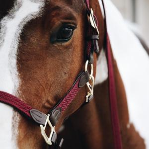 Premium Wholesale Popular Luxurious Elegant Perfect Adjustable Fashionable Padded Leather Horse <b>Halter</b> - Product Image 3
