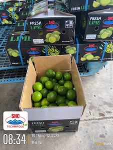 Citron vert sans pépins du Vietnam – Récolte fraîche, arôme intense, approvisionnement fiable pour l'exportation - Product Image 6