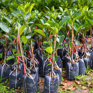Sac de protection UKHI en amidon de maïs et bagasse, biodégradable, compostable, recyclable, anti-déversement, jetable et écologique pour l'agriculture et le jardinage - Product Image 2