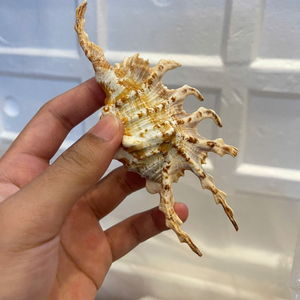 เปลือกหอยเป๋าฮื้อยั่งยืนเวียดนามสำหรับแบรนด์ที่ใส่ใจสิ่งแวดล้อมและโซลูชันการออกแบบตกแต่งภายในที่ทนทานด้วยข้อมูลทองคำ99รายการ - Product Image 4