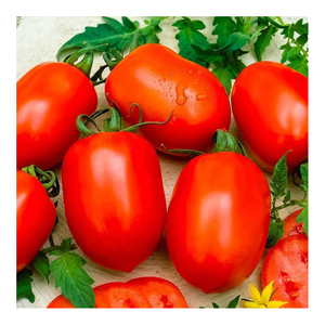 Proveedor mayorista de tomates frescos de todo tipo - Product Image 1