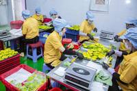 Premium IQF Diepvries Avocado Schijfjes en Brokjes Vietnam Groothandelslevering Exportkwaliteit - Mevr. Tarina