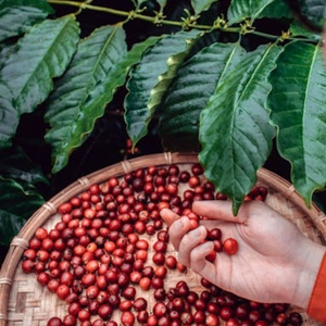 Café Arábica Verde de Alta Altitud, Completamente Lavado y Procesado, Venta al Por Mayor, Mejor Precio Competitivo, Servicio OEM/ODM Disponible - Product Image 3