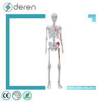 Modelo de Esqueleto Europeo de Tamaño Completo con Puntos de Inserción Muscular, 170 cm, PVC, Silicona Suave Ecológica, Color Natural, Uso Médico