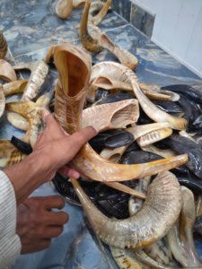 Shofar en corne de bélier polie naturelle, corne de mouton casher pour des usages religieux, décoration nautique et domestique, shofar d'Inde en vente - Product Image 5