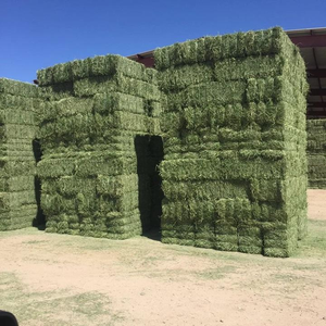 100% Alfalfa Hay Animal Feed Premium Quality Fast Delivery for Strong and Healthy Livestock <b>Cow</b> Goat Horse Very Affordable - Product Image 3