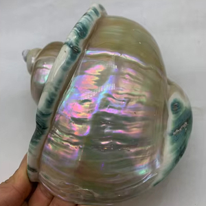 เปลือกหอยมุกเทอร์โบมาร์มาทาตัสขนาดใหญ่ สีเขียวธรรมชาติ เปลือกหอยหอยทากสีเขียว โรงงานขายส่งเวียดนาม - Product Image 1