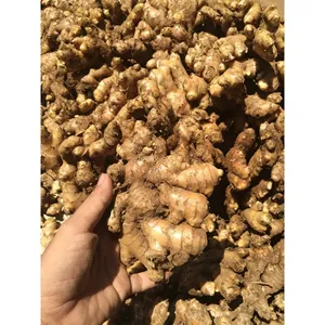 ขิงสดเจียไล เวียดนาม |   ขิงหอมและเผ็ดสำหรับส่งออก - Product Image 4