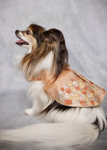 Ropa Premium de Seda para Perros Kikko-Sansyu con Estampado Floral Imperial y Detalles de Flor de Ciruelo, Talla (M) - Product Image 3
