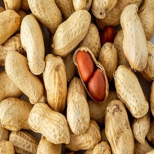 Cacahuetes Crujos Orgánicos Desgranados de Alta Proteína, Tamaño Jumbo, Venta al Por Mayor, Producto Popular del Proveedor - Product Image 6