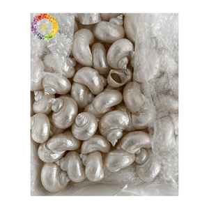 Conchas de Caracol Naturales, Proveedor de Exportación a Granel, Conchas Pulimentadas para el Mercado Global - Product Image 3