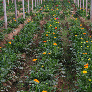 Organic Cultivation Performance Enhancer <b>Biological</b> <b>Fertilizer</b> for Healthy Plant Growth - Product Image 4