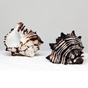 Conchas de operculo de murex negro, conchas de caracoles marinos naturales, conchas marinas del océano para manualidades y decoración - Product Image 4