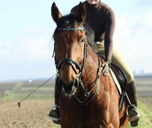 Gants de sport de course équestre personnalisés de haute qualité pour l'équitation Tissu polyester avec logo personnalisé OEM disponible - Product Image 6