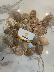 <b>Bonnet</b> Seashell Natural Seashell Bulk Supply Vietnam Supplier for Craft Decoration and Jewelry DIY - Product Image 5