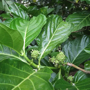 Hojas de Noni Secas de Vietnam para la Elaboración de Bebidas Aromáticas y la Formulación de Líneas de Energía Natural de 99 Gold Data - Product Image 5