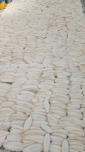 Hueso de Sepia Seco Natural para Aves y Reptiles, Fuente de Suplemento de Calcio, Materia Prima para Alimentos para Mascotas y Uso Industrial - Product Image 2